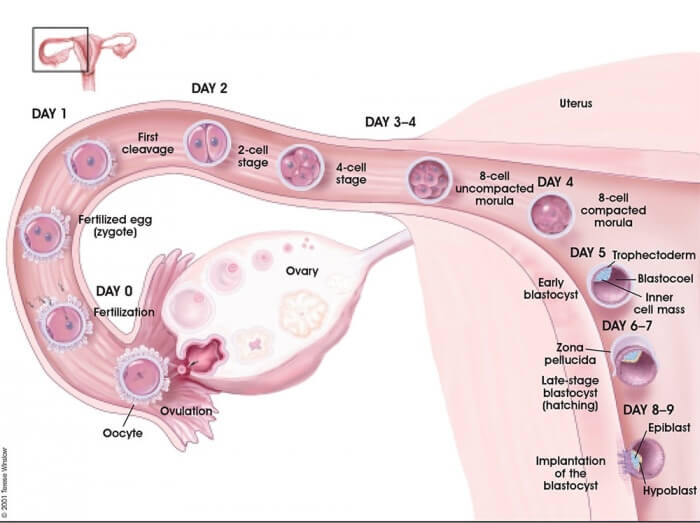 Timing of Implantation Bleeding